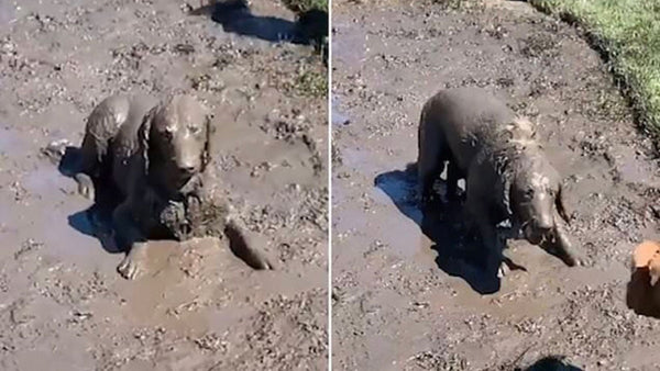 The fascinating reason why dogs love to play dirty