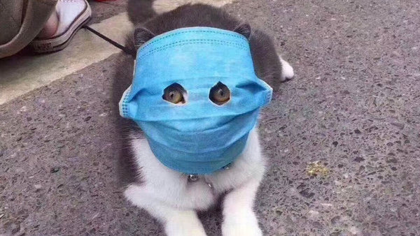 The truth about coronavirus, pets and these masks