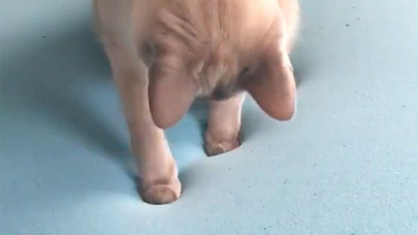 Why foam mattresses blow cat’s minds