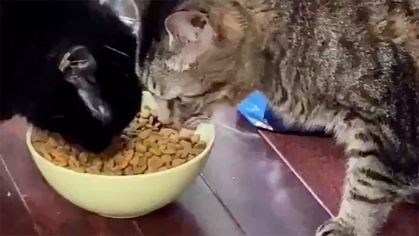 This cat eats in the most unique way