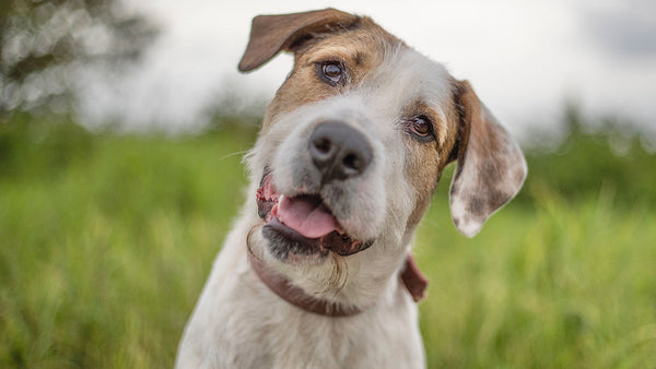 How do pets feel about our face masks?