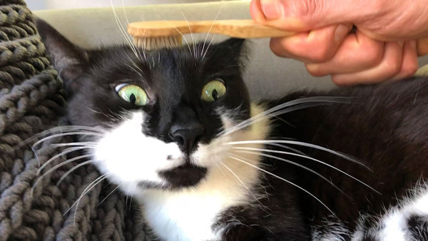 Does the toothbrush trick really work?