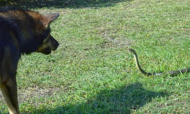 La Niña is sending snakes into suburbs. Here's how to protect the gang!