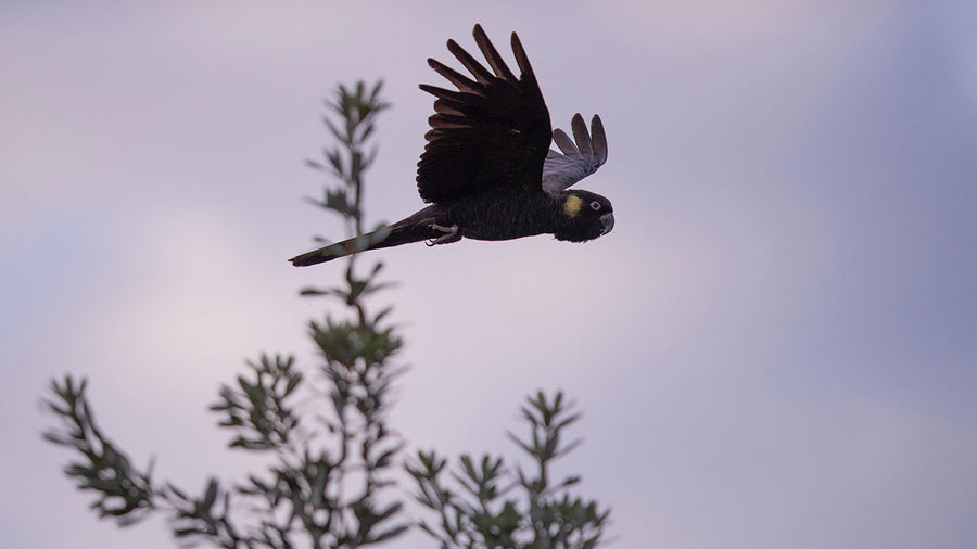 Are animals reclaiming the planet?