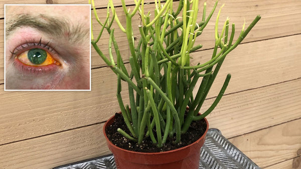 This plant has no place near your pets