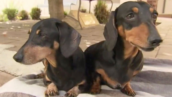These two little guys need some love luck and open plan living
