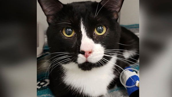 Felix’s near fatal mistake might save your little mate’s life