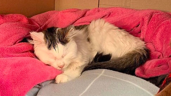 Living the zen life wasn’t so zensational for this cat.