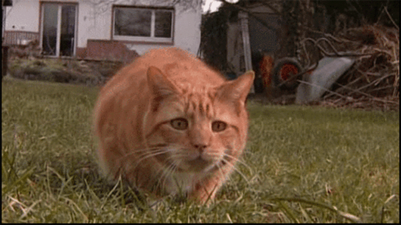 Why cats wiggle their bums before they jump Drool by Dr. Chris Brown