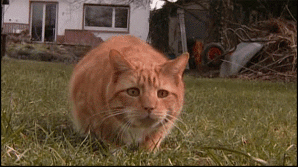 Why cats wiggle their bums before they jump