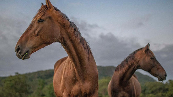 Is this what a racehorse's retirement looks like?
