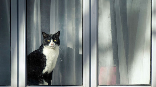 How this cat brought a community together