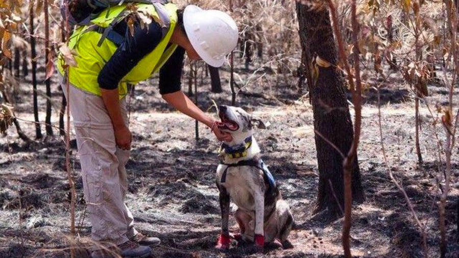 The search for surviving koalas isn’t too much to Bear