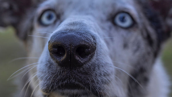 Why dogs and cats really have wet noses