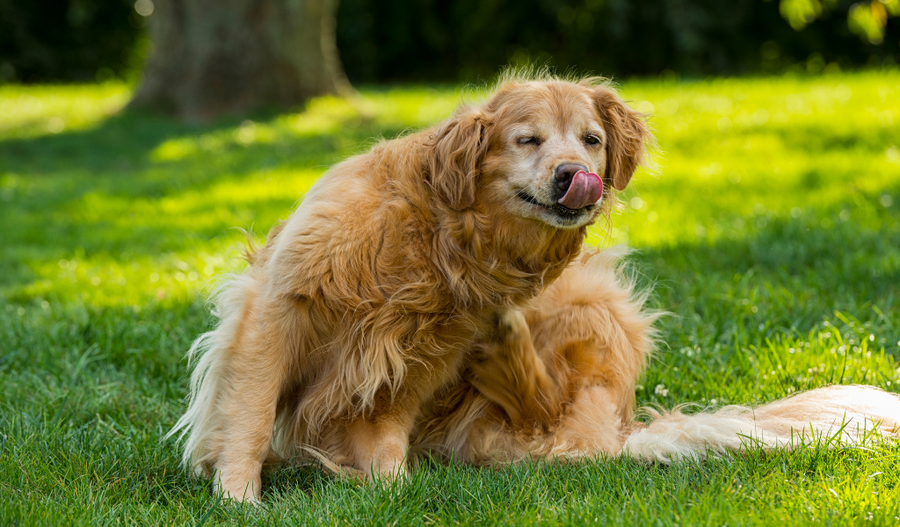How those dog hot spots DO appear overnight. Really!
