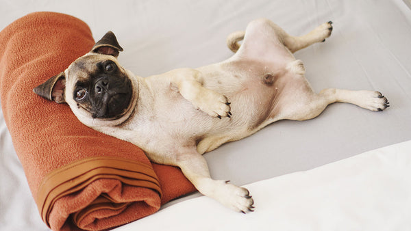 Why dog and cat feet smell like corn chips