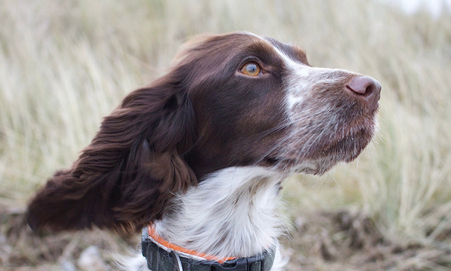 Why dog ears can smell like fruity bread