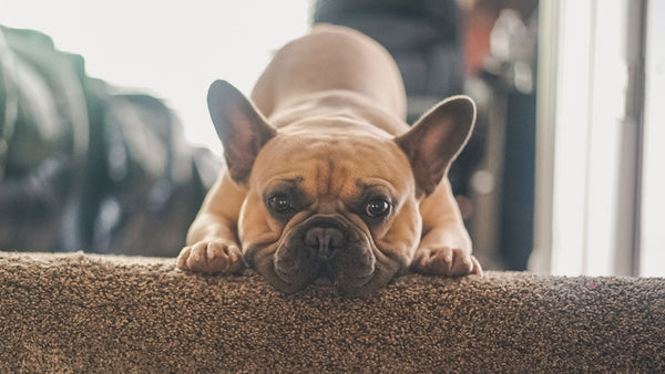 We finally know the age where dogs ‘chill out’
