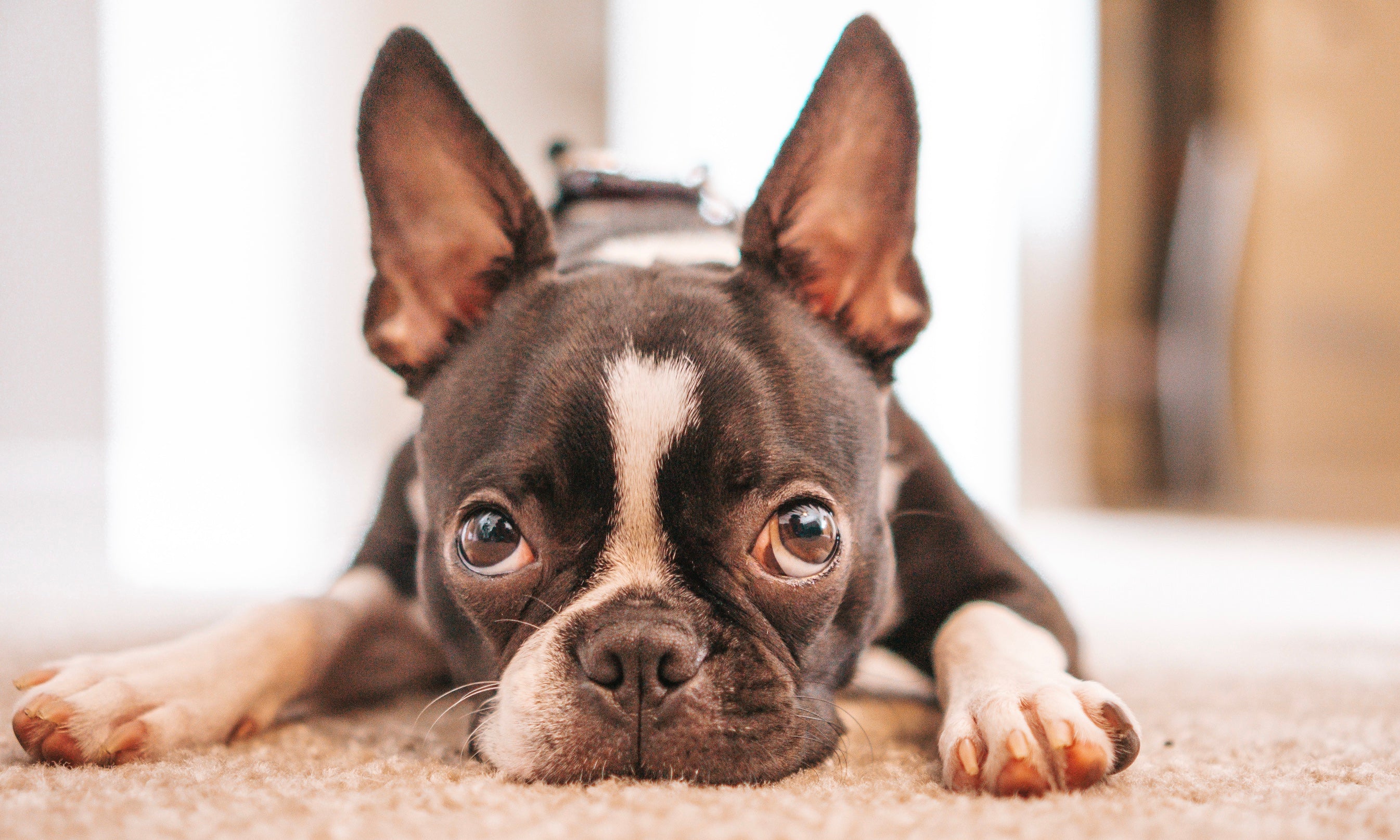 Do pets have a concept of time? Drool by Dr. Chris Brown