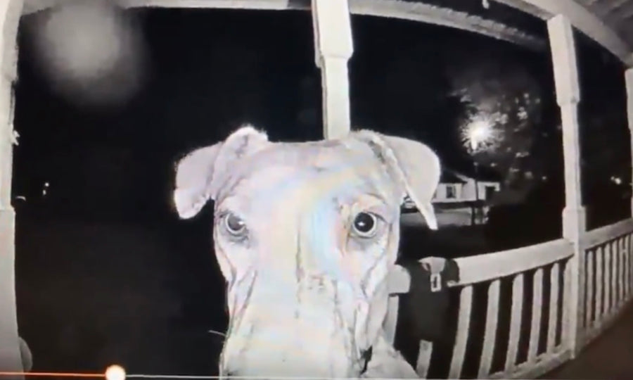 Two handy tricks brought this dog home