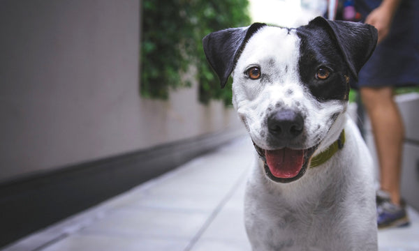 Why your dog might need Viagra one day. Seriously š³