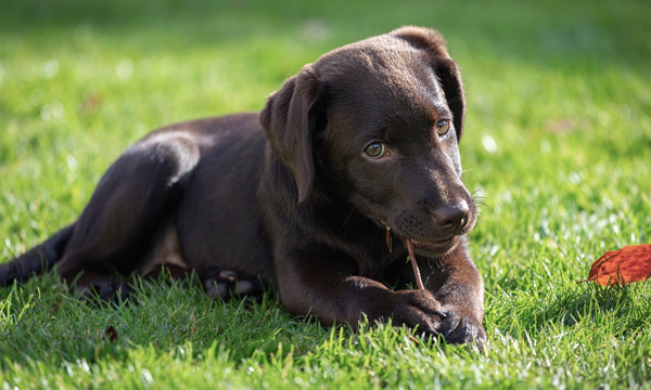Why some dogs are so food obsessed!