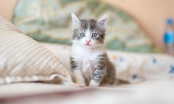 Why clean litter trays are used immediately!