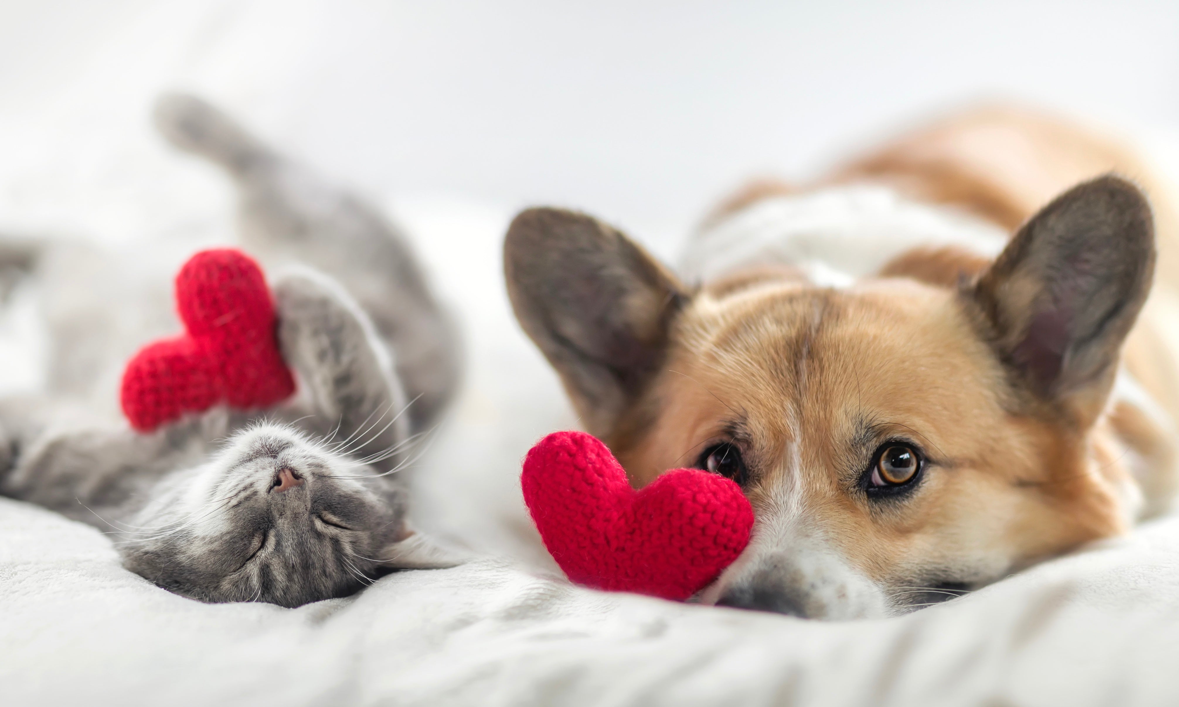 Do pets really put on weight in winter? Drool by Dr. Chris Brown