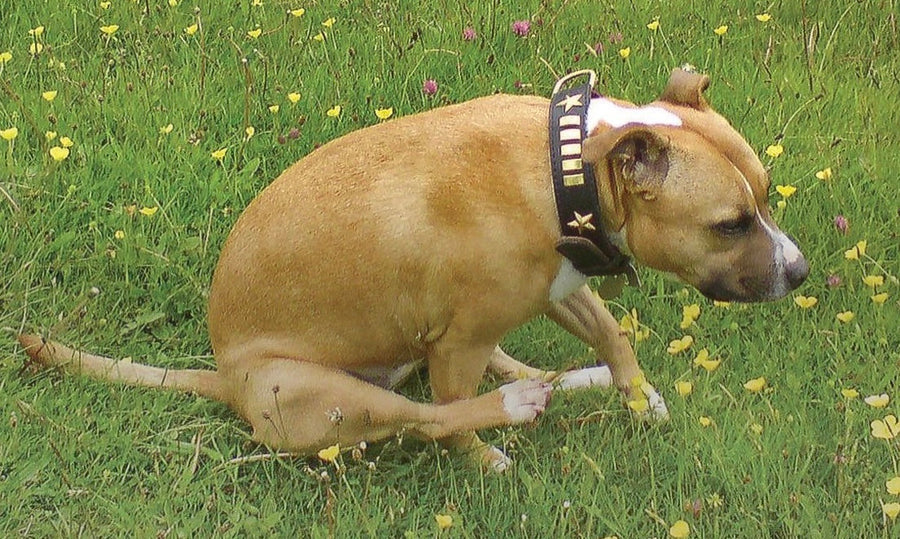 What that dragging across the grass really means