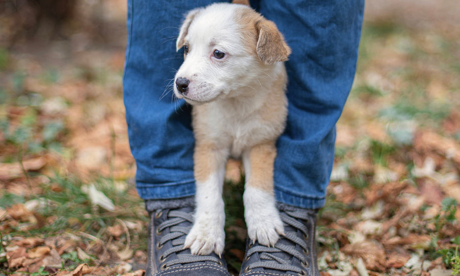 Why dogs and cats must sit on your feet!