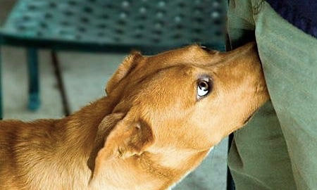 Why they insist on sniffing us 'there'