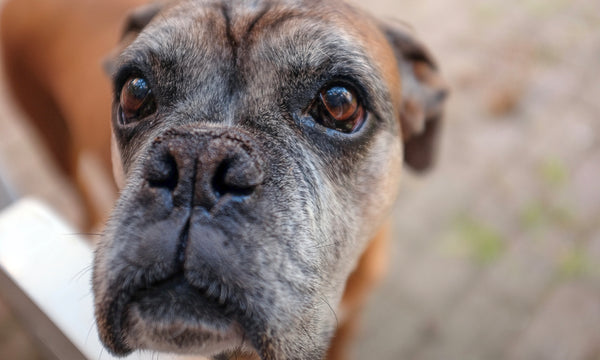 The secrets to delaying doggy dementia