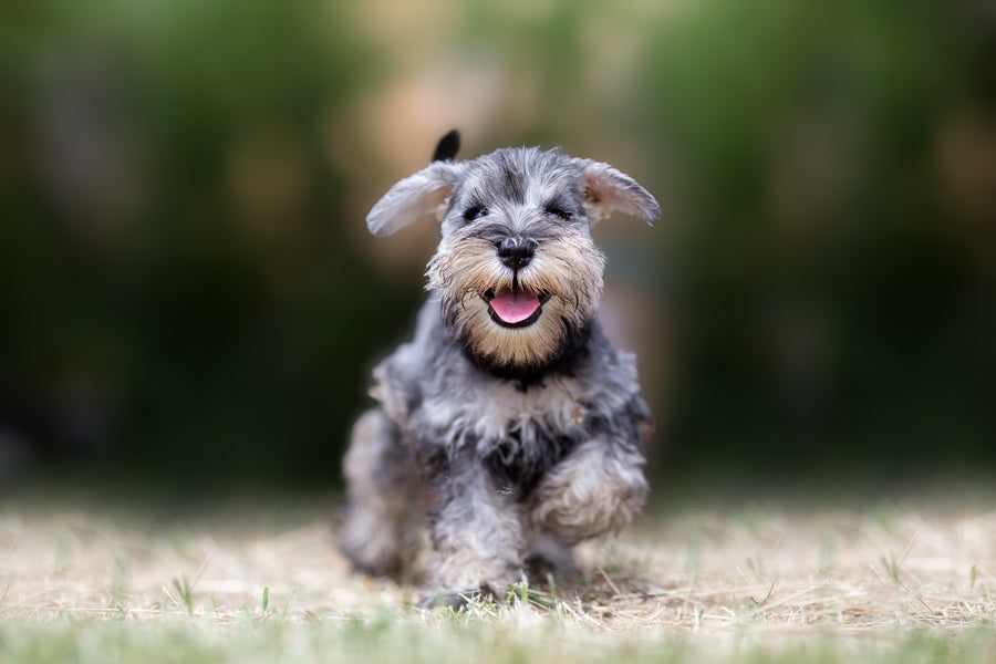 Why pets get those adorable hiccups. And how you stop them!