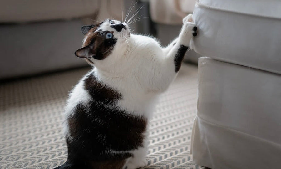 Revealed! The number 1 reason cats scratch your furniture...