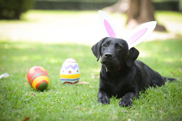 What really happens if your dog eats an Easter egg?