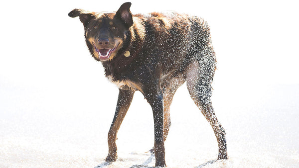 Why pets have that mad minute