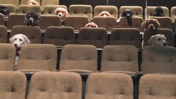 Why these service dogs went to the theatre!