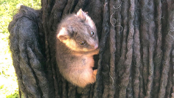 This baby possum woke in a dread-ful place!