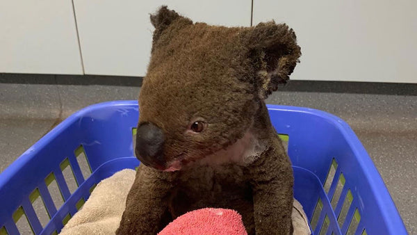 The koala crisis happening right now