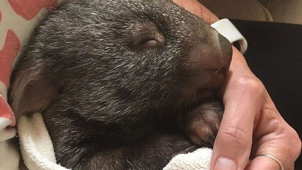 Could this be the bushfires biggest victim?