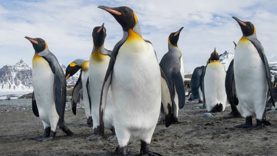 The planet’s only yellow penguin has been found!