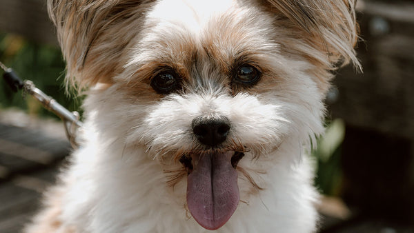 The fascinating reason dogs lick this one place