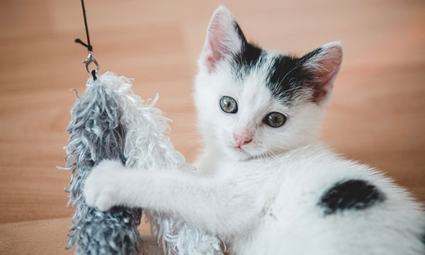 This one face will win over your cat