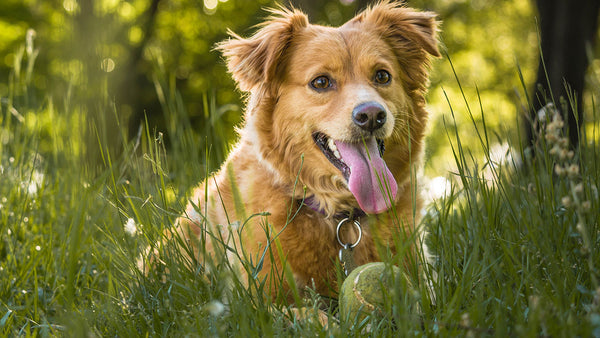 Why March drives pets mad