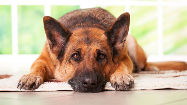 The surprising way pets are exposed to passive smoking