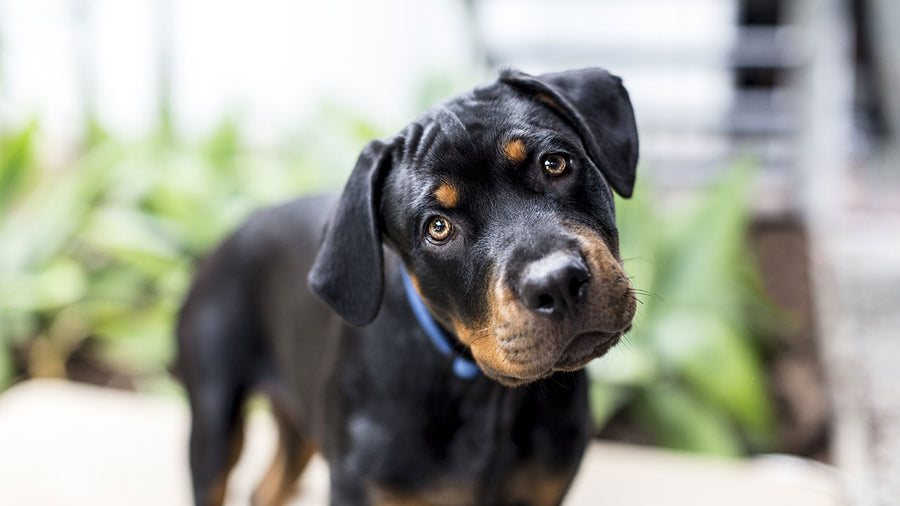 The reason dogs tilt their heads is everything
