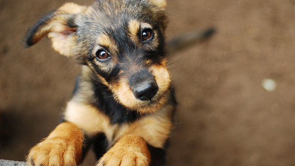 It works in kids so can you ‘feel’ if your pet has a fever?