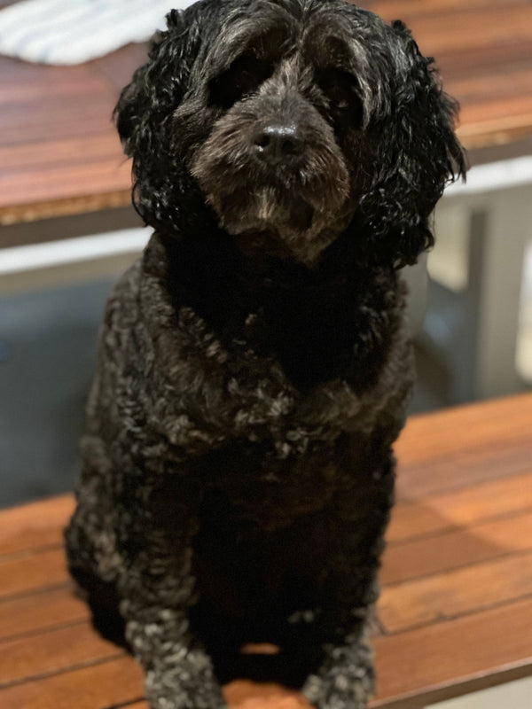 Very happy doggo