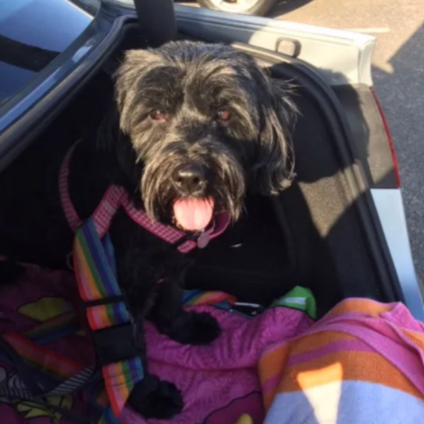 Mia our Tibetan Terrier