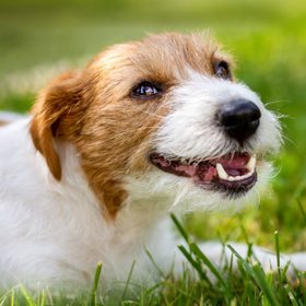 Dental Health